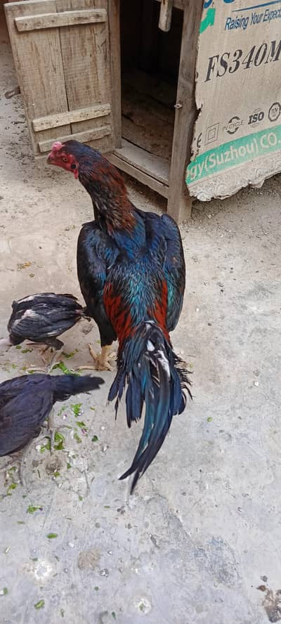 Aseel patha for sale