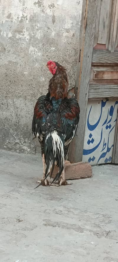 Aseel murga