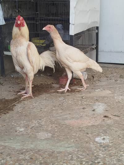 Aseel Heera Pair and Pathay Pathiyan