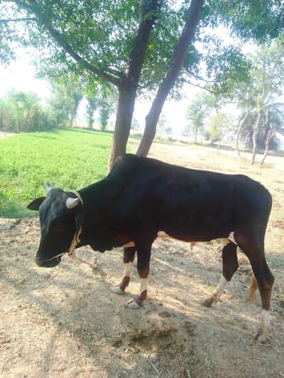 Australian bachra Ghar ka Pala Howa munasib rate pr