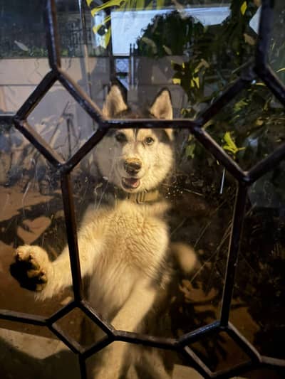 Siberian Husky breeding pair for sale