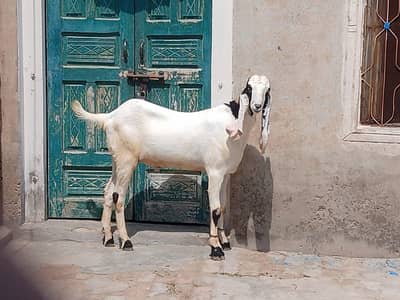 Bakra | Heavy Weight | Khasi | Qurbani 2026 | ghar ke pale howe