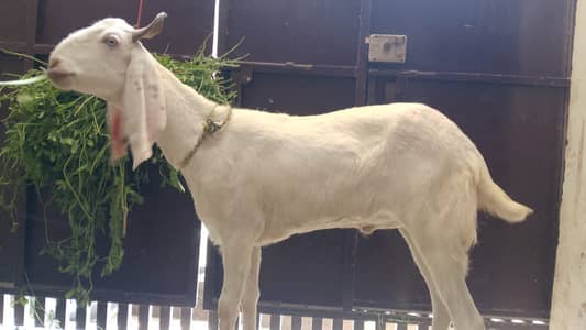 5 Khassi Goats for sale for Qurbani