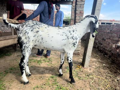 Eid Qurbani ke liye Heavy Healthy Bakray | Ghar ke palay hue