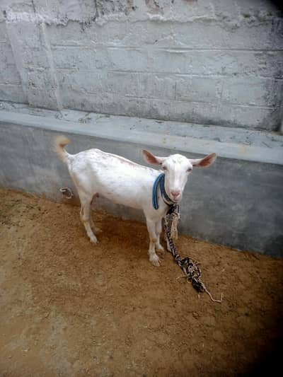 barbari bakri with 1 male kids03012922292 WhatsApp