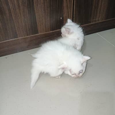 kitten