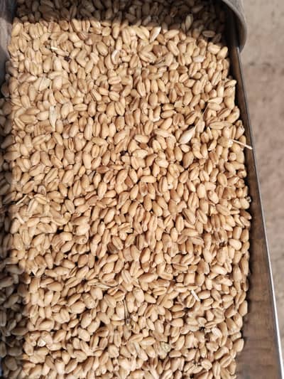 weat/Gandum for Sale 3600