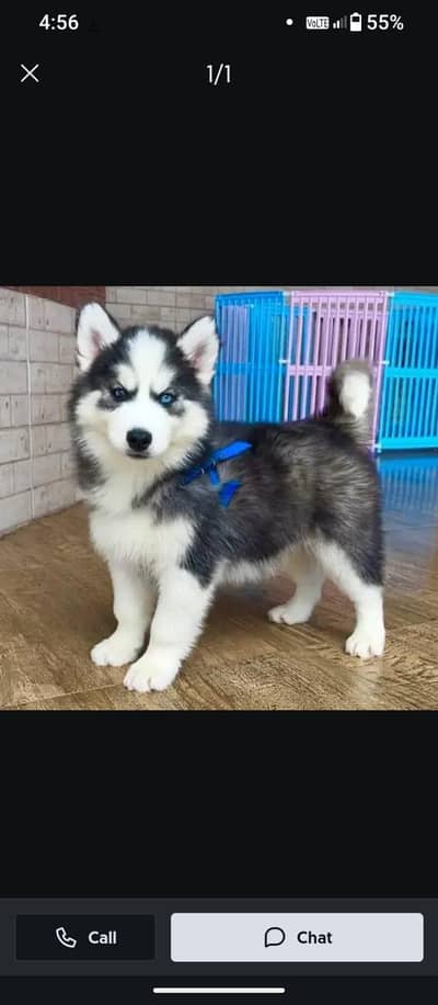 Siberian husky puppy pure blue eyes +92323^@7047@839