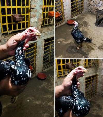 Japanese hen steel body full height vvip