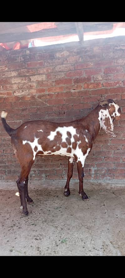 2 Dant khsai Bakra qurbani Kay liyaya