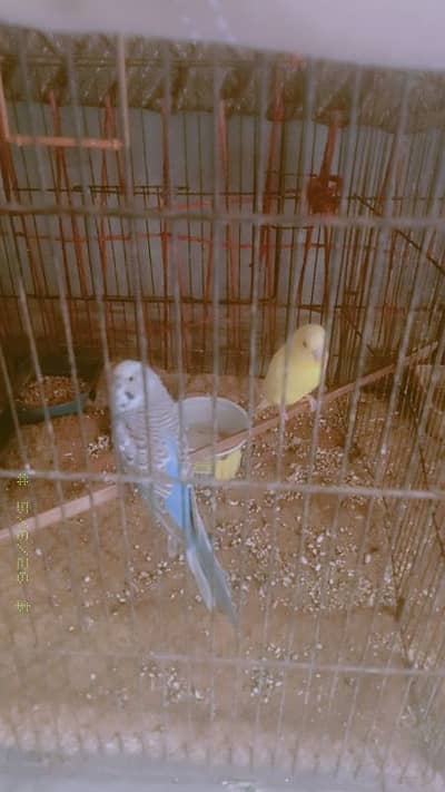 Australian parrot full breeding and one cocktail per cutting for hand