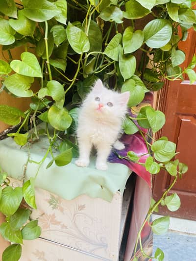 Persian kitten male female both