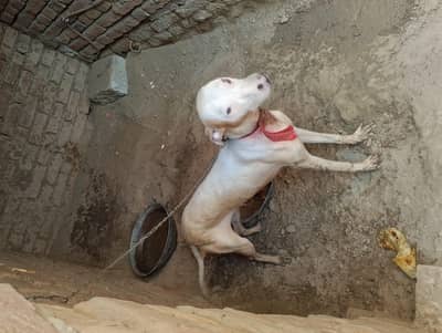 Guwahati bull terrier  cross female urgent sale /03166149643