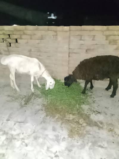 beautiful 2 sheep