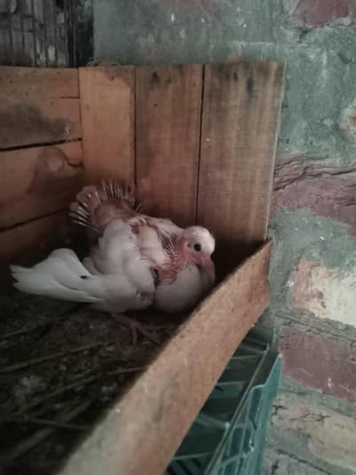 brown tail lucky pigeon