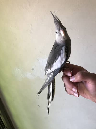 Cocktail charcoal female