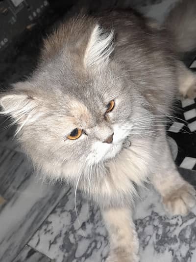 persion adult cat available for sale