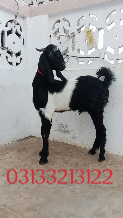 Bakra Qurbani
