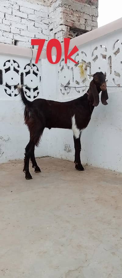 Bakra Qurbani