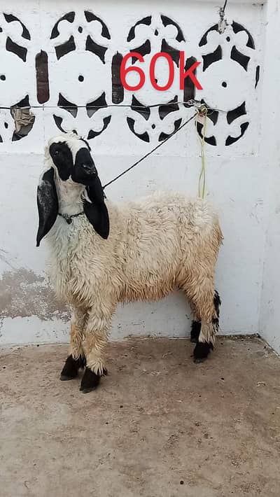 Bakra Qurbani
