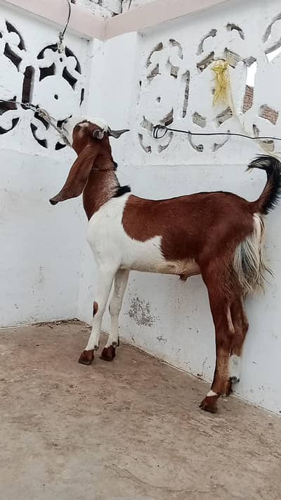 Bakra Qurbani