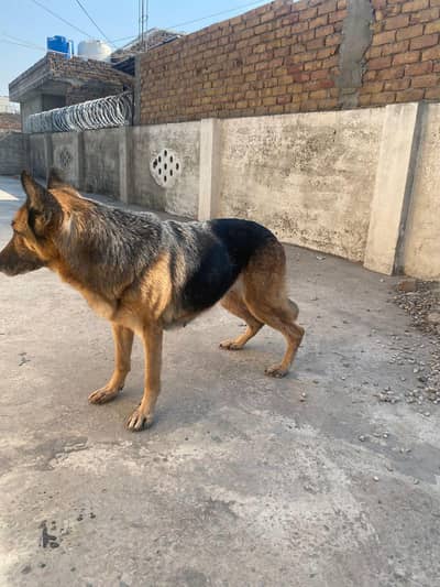 German Shepherd female for sale