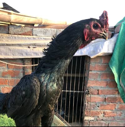 aseel Thai dragon chicks