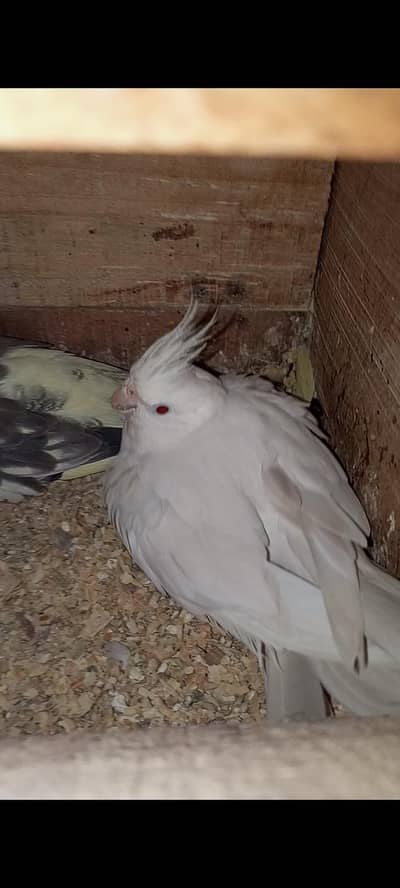 Top quality breeder pair for sale