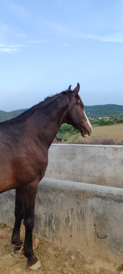  Well-Trained Horse for Sale – Best Deal