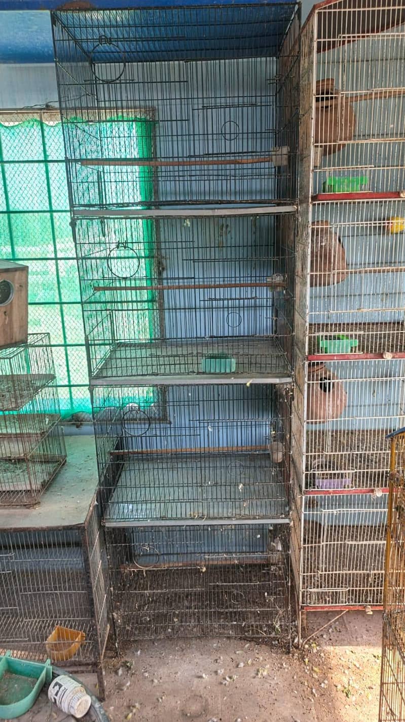 Bird Cage 1