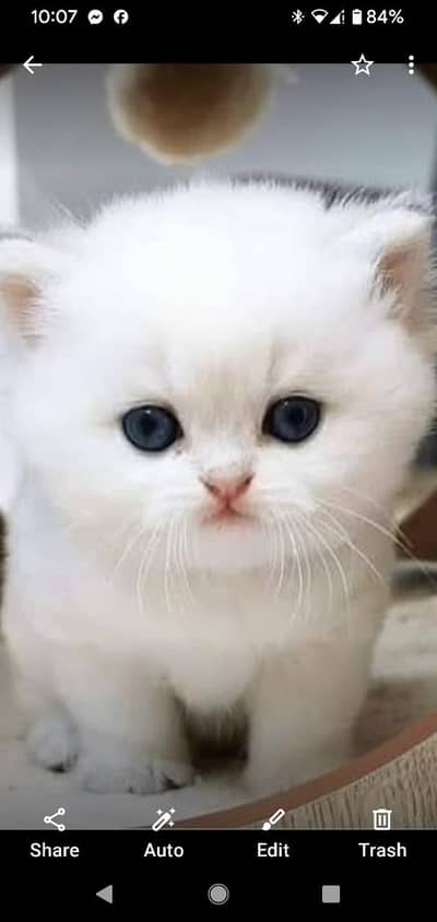 Persian male / female kittens available for new home