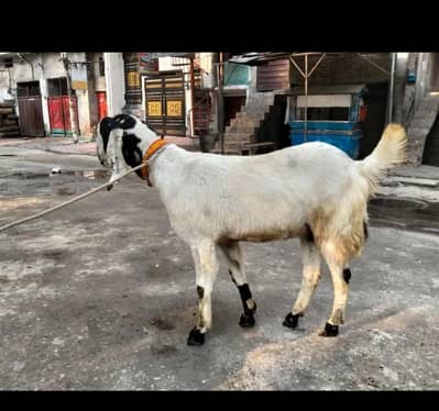 goats in 150 to 180