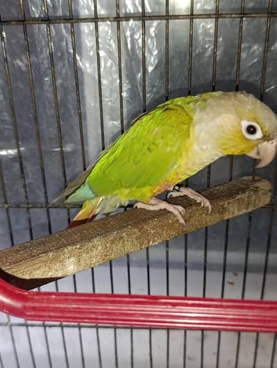 Male conure