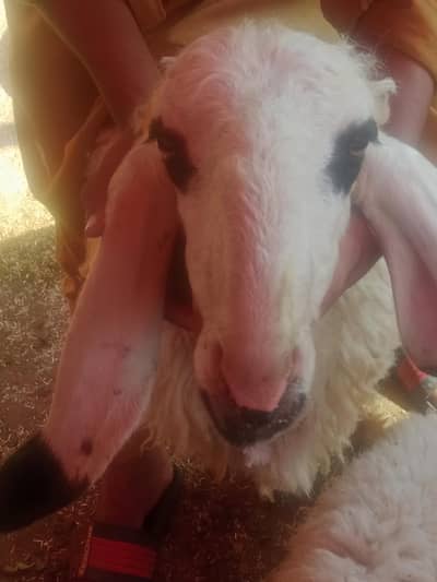 kajla Sargodha nasal khubsurat and famous Bread for Qurbani