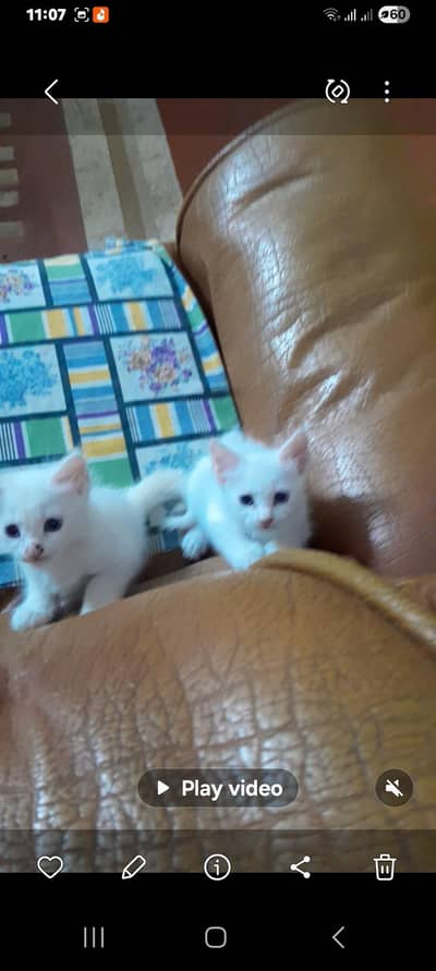Persian cats pair