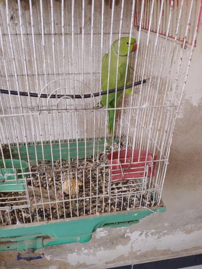 parrot with sweet voice