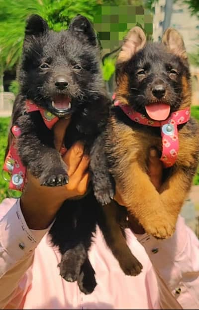 German Shepherd (Alsatian) Puppies | GSD puppy | male Dog
