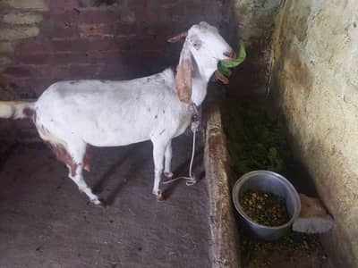 dood wali bakri for sell wattsapp 03194524019 video kl message kare