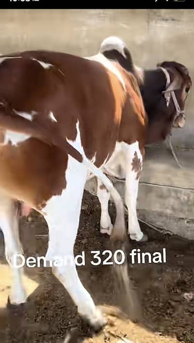 2 dant bachra qurbani 2026