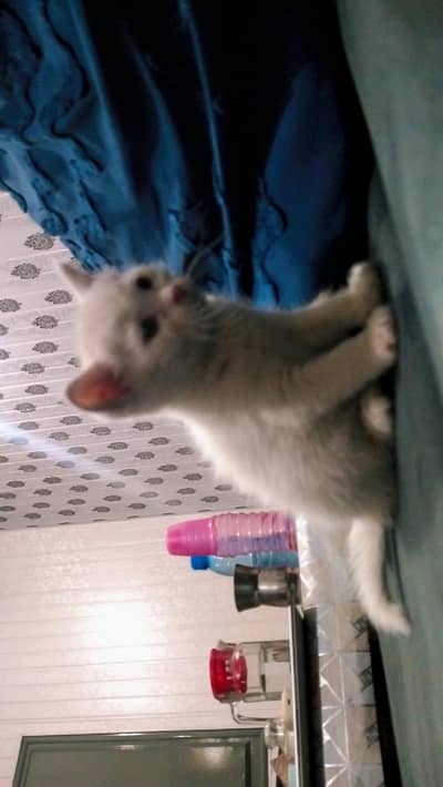 Persian kitten | Siamese | Blue Eyes | white| Cat