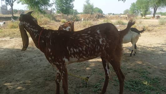 Desi Goat
