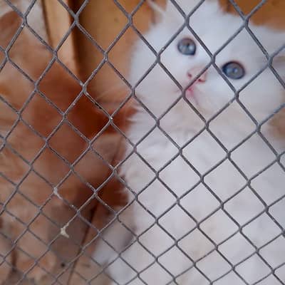 pairsian haigh quility triple coted kitten for sale