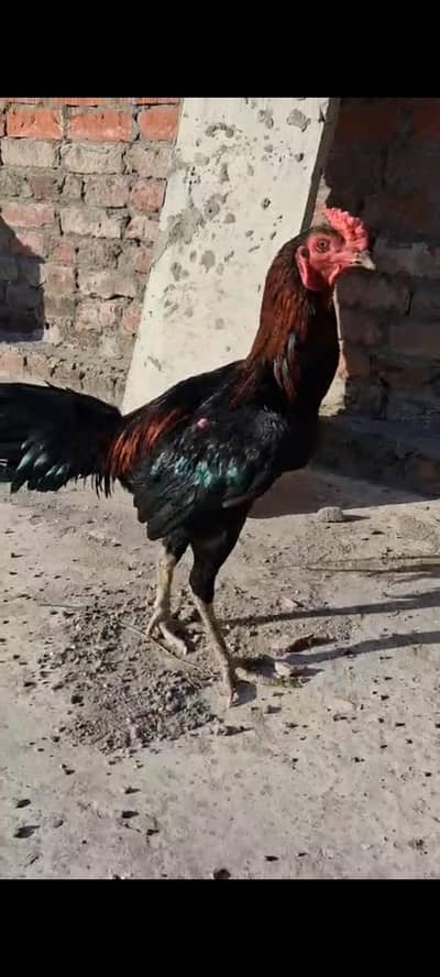 taraat pakoya