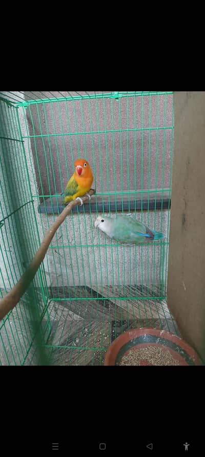 parrot for sale. . . 1500 each piece