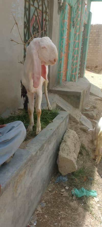 jori bakro ki
