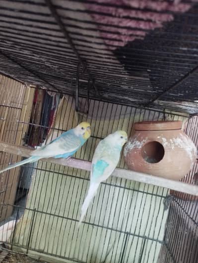 rainbow breeder pair/ wilat tcb male