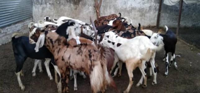 qurbani Bakras available in wholesale price near karsaz karachi