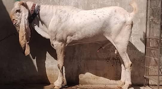 Top qaulity Gulabi bakra heavy  weight