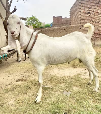 2dant bakra for sale
