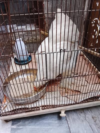 white puff